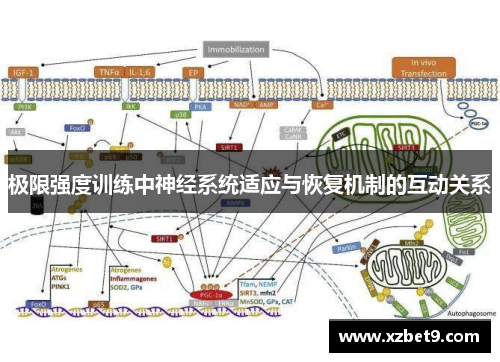 极限强度训练中神经系统适应与恢复机制的互动关系